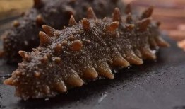 海参养殖爆料视频大全,爆料视频大全深度解析